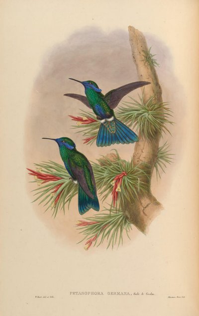 Petasophora germana = Colibri coruscans germanus by John Gould